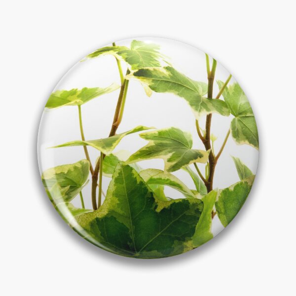 Item preview, Algerian Ivy designed and sold by troianifabrizio.