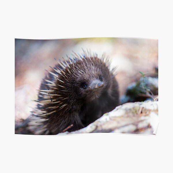Echidna Poster
