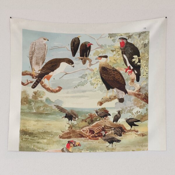 Item preview, Birds of the Amazon Album de aves amazonicas Emil Goldi 1906 041 Gavioes designed and sold by WetdryvacRB01.