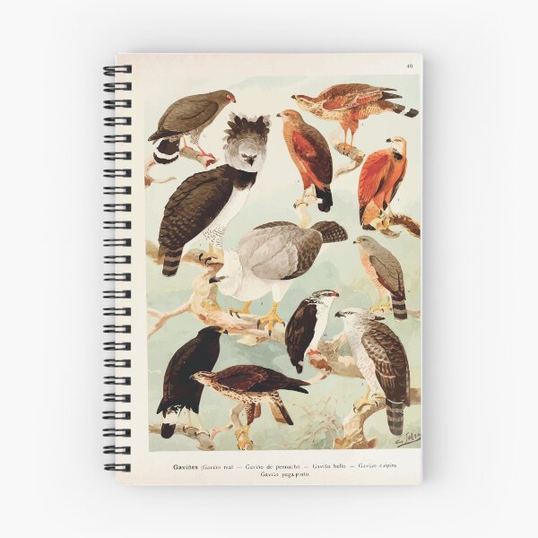 Item preview, Birds of the Amazon Album de aves amazonicas Emil Goldi 1906 042 Gavioes designed and sold by WetdryvacRB01.