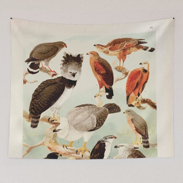 Item preview, Birds of the Amazon Album de aves amazonicas Emil Goldi 1906 042 Gavioes designed and sold by WetdryvacRB01.