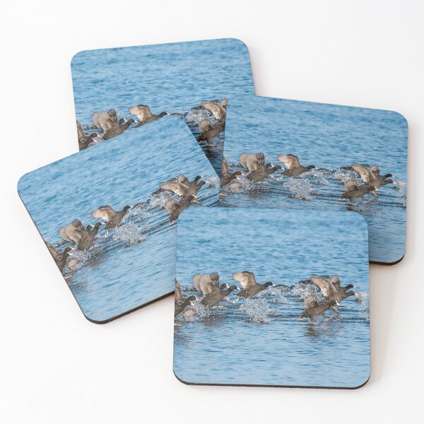 Item preview, American Coot water birds designed and sold by Design for all.
