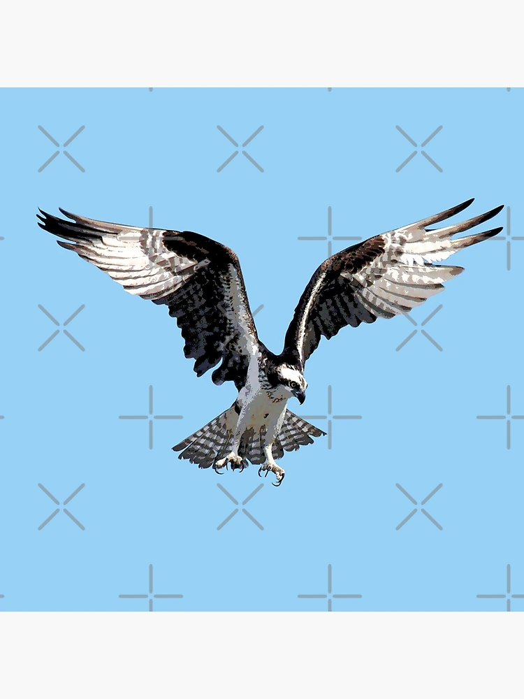 Male Osprey 12x18 Metal top Print