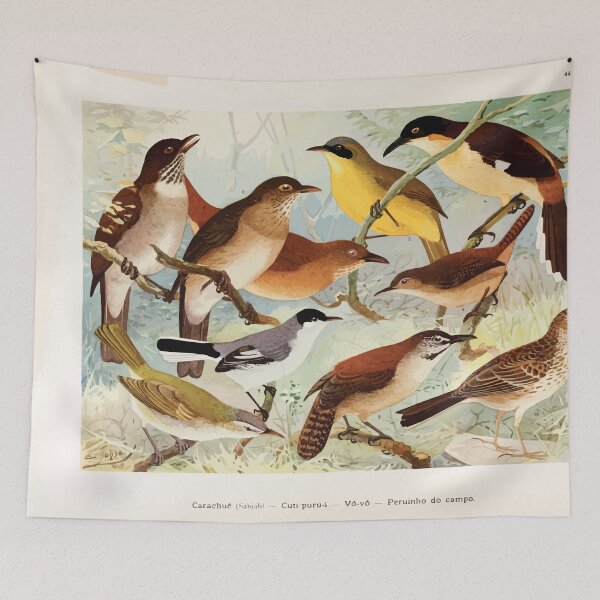 Item preview, Birds of the Amazon Album de aves amazonicas Emil Goldi 1906 046 Carachue Cuti puri i Vo vo Peruinho do campo designed and sold by WetdryvacRB01.