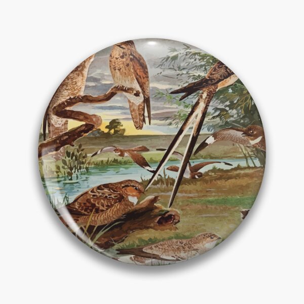 Item preview, Birds of the Amazon Album de aves amazonicas Emil Goldi 1906 048 Jurutaui Bacurau Bacurau tesora Mede legoas Bacurau branco das praias designed and sold by WetdryvacRB01.