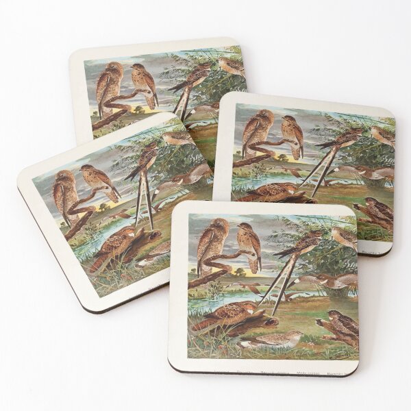Item preview, Birds of the Amazon Album de aves amazonicas Emil Goldi 1906 048 Jurutaui Bacurau Bacurau tesora Mede legoas Bacurau branco das praias designed and sold by WetdryvacRB01.