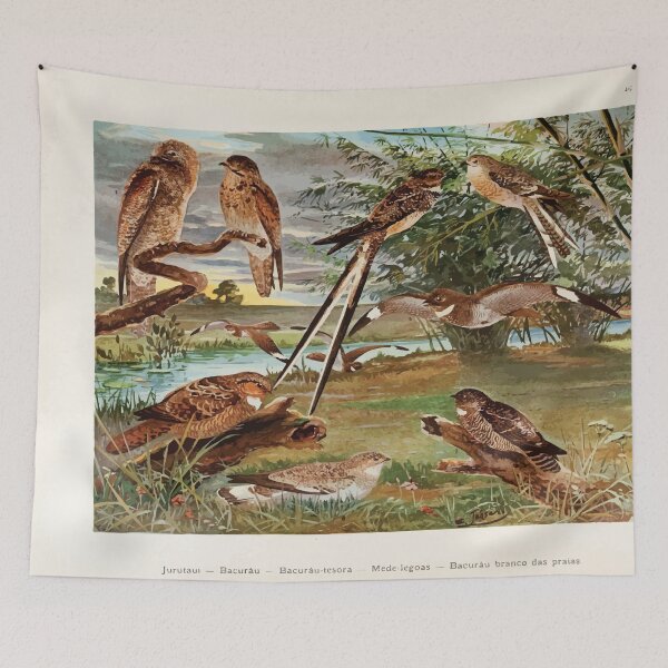 Item preview, Birds of the Amazon Album de aves amazonicas Emil Goldi 1906 048 Jurutaui Bacurau Bacurau tesora Mede legoas Bacurau branco das praias designed and sold by WetdryvacRB01.