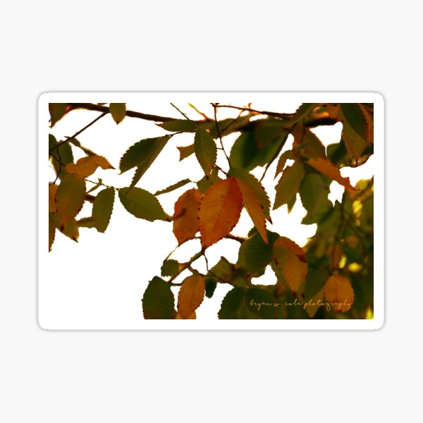 Fall Early Colors 20 Sticker