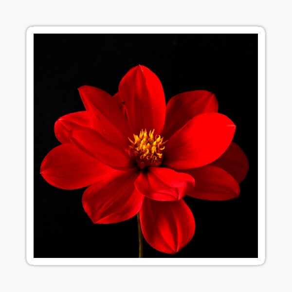 Item preview, Red Dahlia designed and sold by Steve Purnell Photography.
