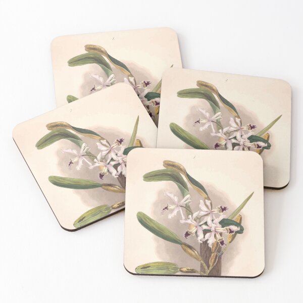 Item preview, Brazilian flowers drawn from nature in the years 1880 to 1882 in the neighbourhood of Rio de Janeiro E H Norton 010 designed and sold by WetdryvacRB01.