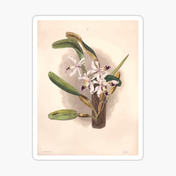 Item preview, Brazilian flowers drawn from nature in the years 1880 to 1882 in the neighbourhood of Rio de Janeiro E H Norton 010 designed and sold by WetdryvacRB01.