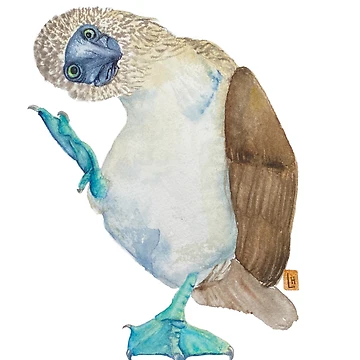 Artwork thumbnail, Blue-footed Booby Dance by JavaLisa