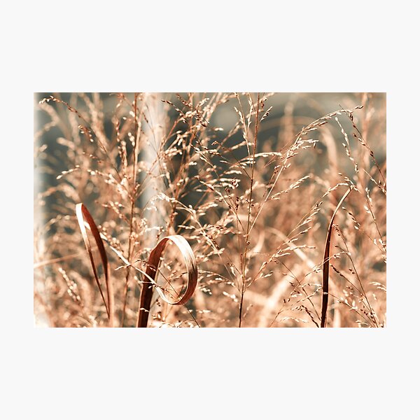 Item preview, Grass Field in the Fall designed and sold by fotosbymaria.
