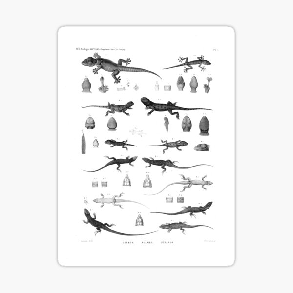 Item preview, 1857 Diagram Zoology: Reptiles designed and sold by Gin  Neko.