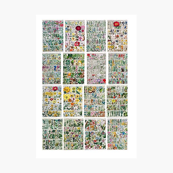 Item preview, Bright Delicate And Detailed Vintage Botanical Print Collection designed and sold by millie-and-inez.