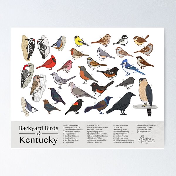Item preview, Kentucky - Backyard Birds of Kentucky Field Guide Print - Bird Art Print - BirdsandFriends.co designed and sold by BirdsandFriends.