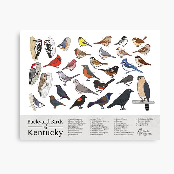 Item preview, Kentucky - Backyard Birds of Kentucky Field Guide Print - Bird Art Print - BirdsandFriends.co designed and sold by BirdsandFriends.