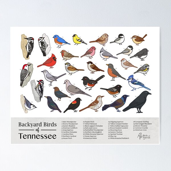 Item preview, Tennessee - Backyard Birds of Tennessee Field Guide Print - Bird Art Print - BirdsandFriends.co designed and sold by BirdsandFriends.