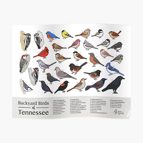"Tennessee Backyard Birds of Tennessee Field Guide Print Bird Art