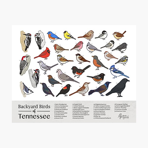 "Tennessee Backyard Birds of Tennessee Field Guide Print Bird Art Print BirdsandFriends.co