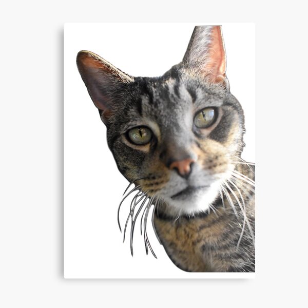 Item preview, Foster Kitty designed and sold by hennaasthana.