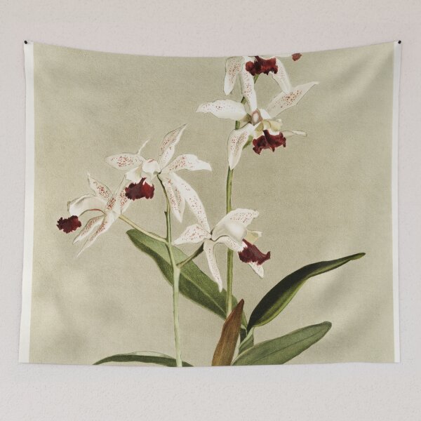 Item preview, Reichenbachia: Orchids Illustrated and Described designed and sold by EsotericBotanic.