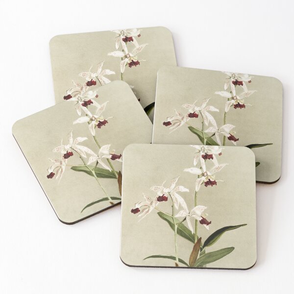 Item preview, Reichenbachia: Orchids Illustrated and Described designed and sold by EsotericBotanic.