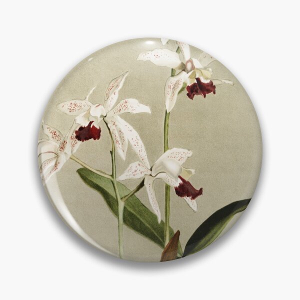 Item preview, Reichenbachia: Orchids Illustrated and Described designed and sold by EsotericBotanic.