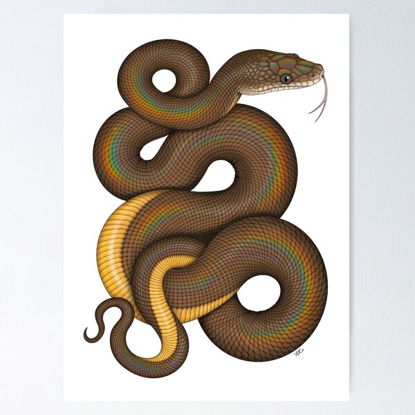 Item preview, Water Python designed and sold by miss-varanus.