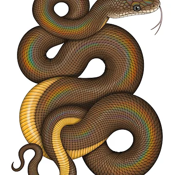 Artwork thumbnail, Water Python by miss-varanus