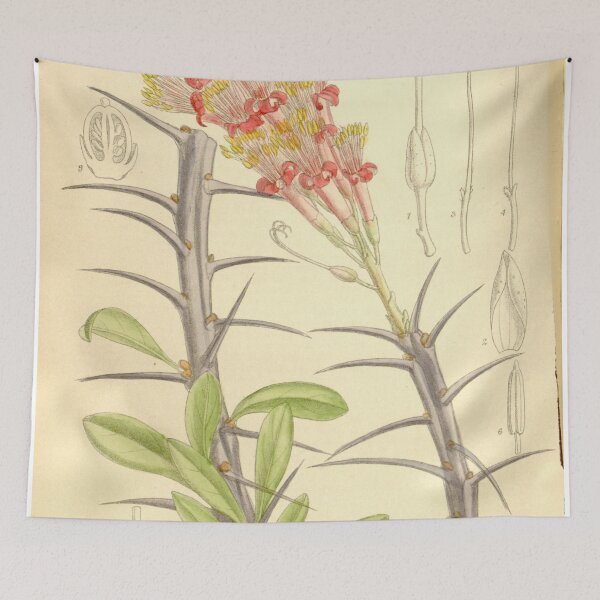 Item preview, Fouquieria splendens 136 8318 designed and sold by EsotericBotanic.