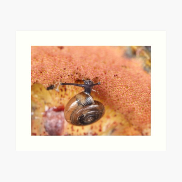 Tiny snail on mushroom Art Print