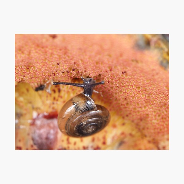 Tiny snail on mushroom Photographic Print