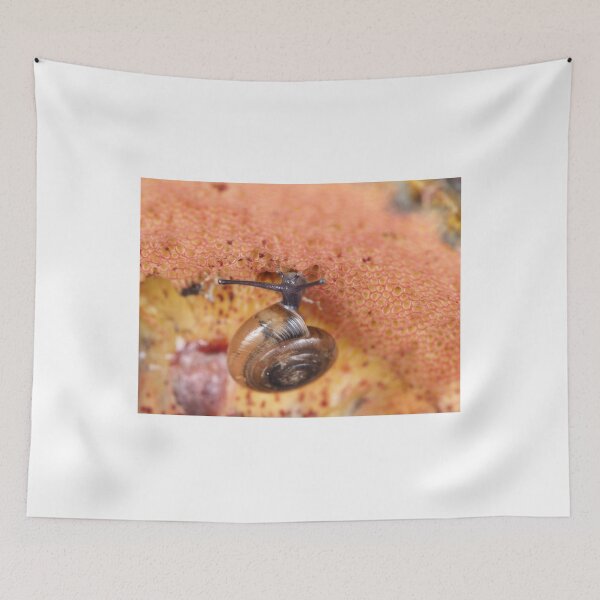 Item preview, Tiny snail on mushroom designed and sold by SDym Photography.