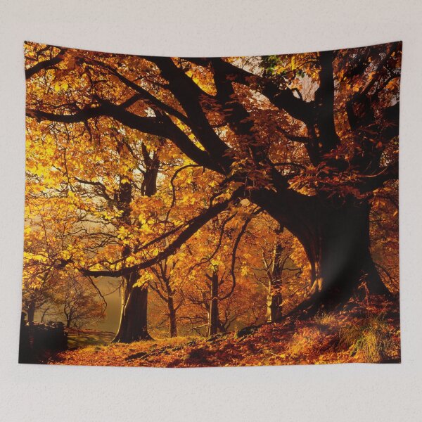 Artikelvorschau, Sonnenlicht durch Herbstbaum, Lake District National Park, Cumbria, England entworfen und verkauft von Tom Mackie.