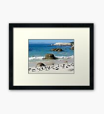South African Penguins Framed Print