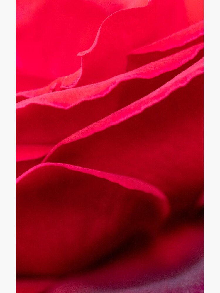 Thumbnail 4 of 4, Samsung Galaxy Phone Case, Red rose detail designed and sold by AYatesPhoto.