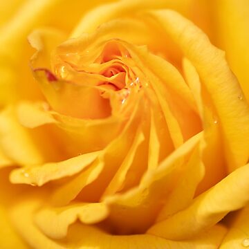 Artwork thumbnail, Morning dew on golden rose by AYatesPhoto