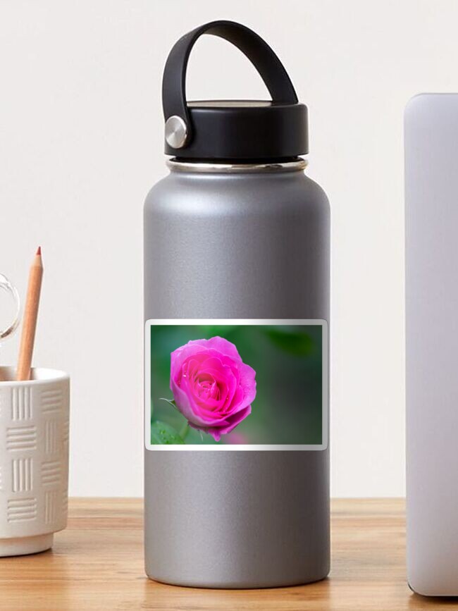 Thumbnail 1 of 3, Sticker, The perfect pink rose designed and sold by AYatesPhoto.