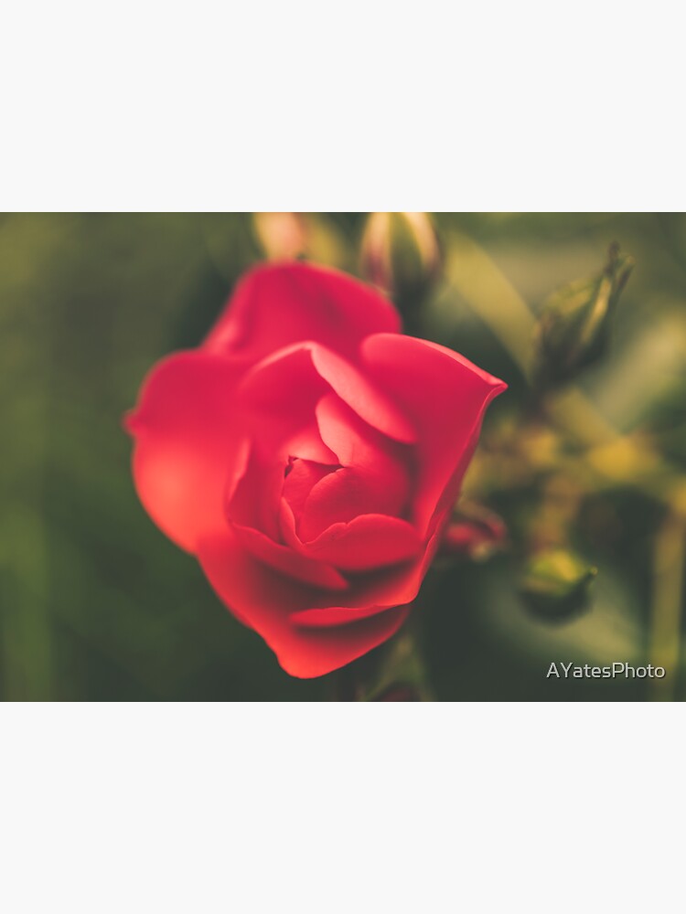 Thumbnail 3 of 3, Sticker, Romantic red rose designed and sold by AYatesPhoto.