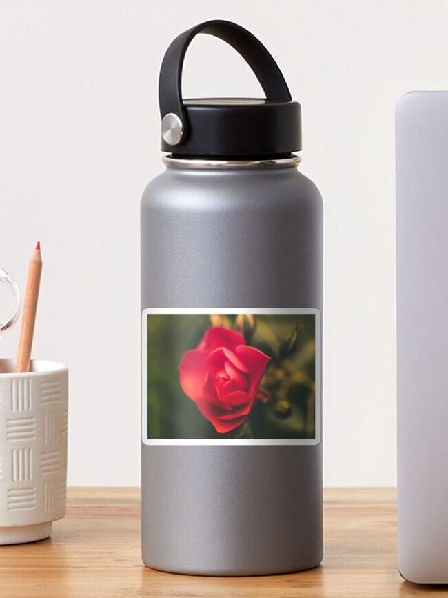 Thumbnail 1 of 3, Sticker, Romantic red rose designed and sold by AYatesPhoto.