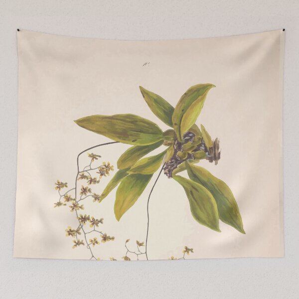 Item preview, Brazilian flowers drawn from nature in the years 1880 to 1882 in the neighbourhood of Rio de Janeiro E H Norton 013 designed and sold by WetdryvacRB01.