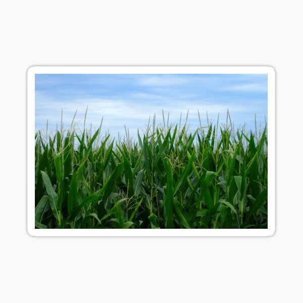 Country Corn Field Sticker