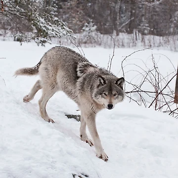 Imagen de la obra Timber Wolf de WolvesOnly