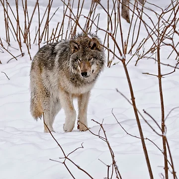 Artwork thumbnail, Timber Wolf by WolvesOnly