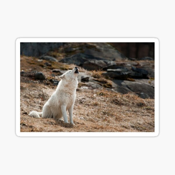 Howling Arctic Wolf Sticker
