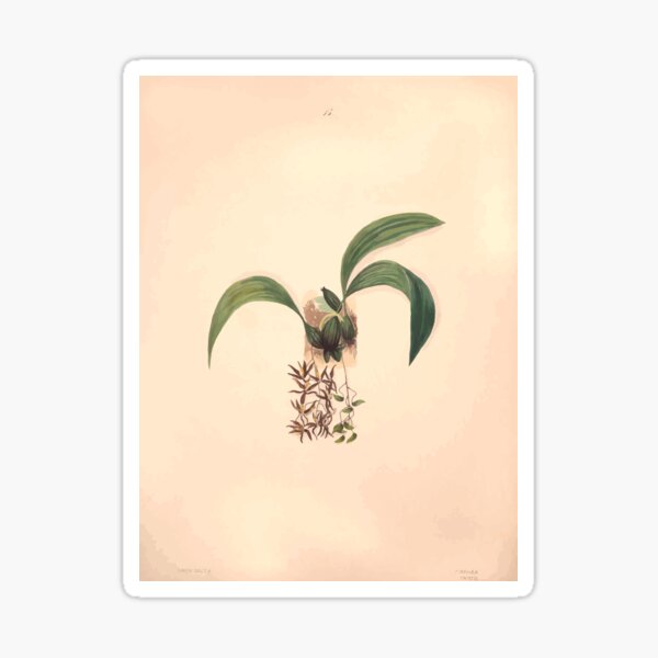 Item preview, Brazilian flowers drawn from nature in the years 1880 to 1882 in the neighbourhood of Rio de Janeiro E H Norton 018 designed and sold by WetdryvacRB01.