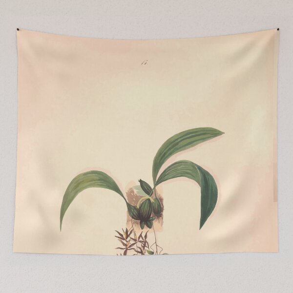Item preview, Brazilian flowers drawn from nature in the years 1880 to 1882 in the neighbourhood of Rio de Janeiro E H Norton 018 designed and sold by WetdryvacRB01.