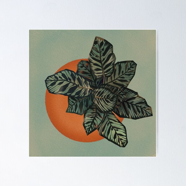 Item preview, Vista superior de la planta de Calathea designed and sold by fanillus.