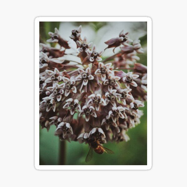 Gather Bee Sticker